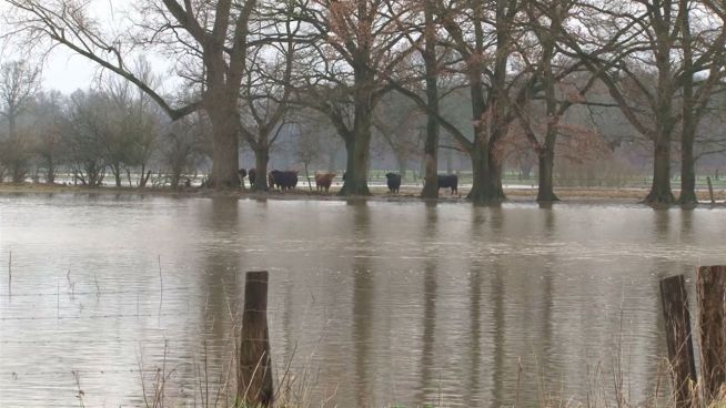 Kühe in Seenot: Herde auf einsamer Insel gestrandet