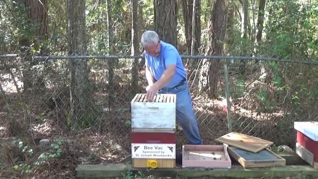 Emsige Bienchen: Imker siedelt Bienenstock um