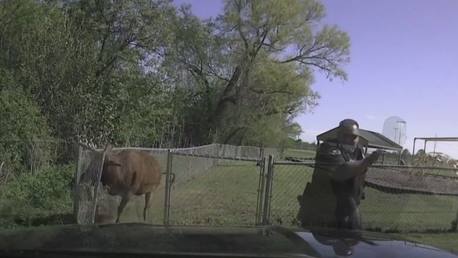 Bullenjagd in Texas: Polizist auf der Flucht