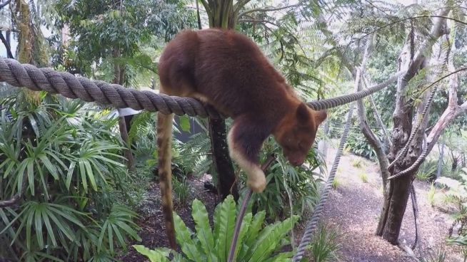 Ganz schön durstig: Baumkänguru klaut Wasserschlauch