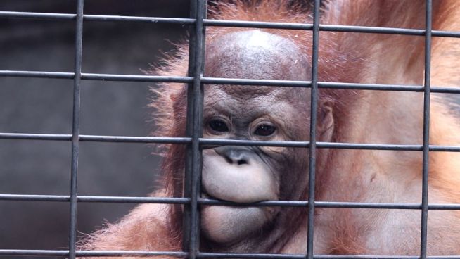 Horror-Zoo in Bangkok: Diese Bilder sind schockierend