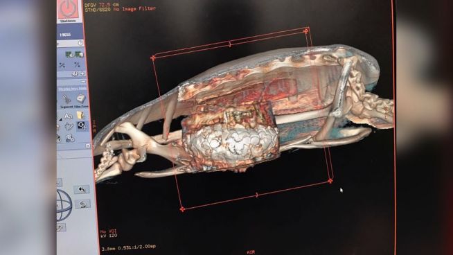 Riesen-Tumor? Gefährlicher Fund im Schildkröten-Bauch