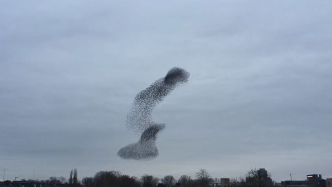 Zauber am Himmel: Staren-Formation über Utrecht