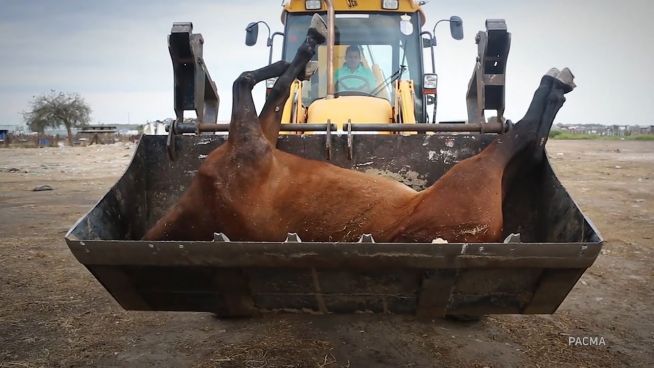 Pilgerfahrt in den Tod: Wie Tiere auf den Reisen leiden