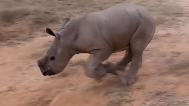 Verspielt: Baby-Nashorn hört auf seinen Namen