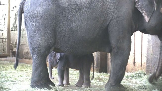 'Babyfant' in Berlin: Kleiner Dickhäuter wird getauft