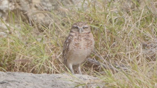 Tödliches Inselparadies: Aruba-Kauz vor Ausrottung