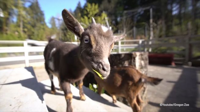 Abenteuerlustig: Kleine Ziege besucht Löwe und Stachelschwein