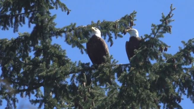 Wappentier zu Gast: Seeadler-Paar über dem Zoo