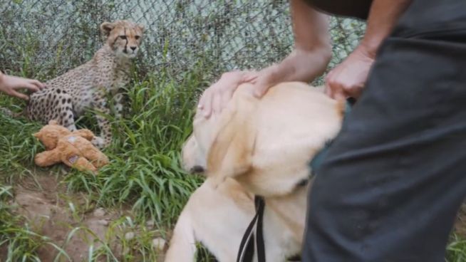 Tierische Freundschaft: Hunde als Anti-Stress-Therapie