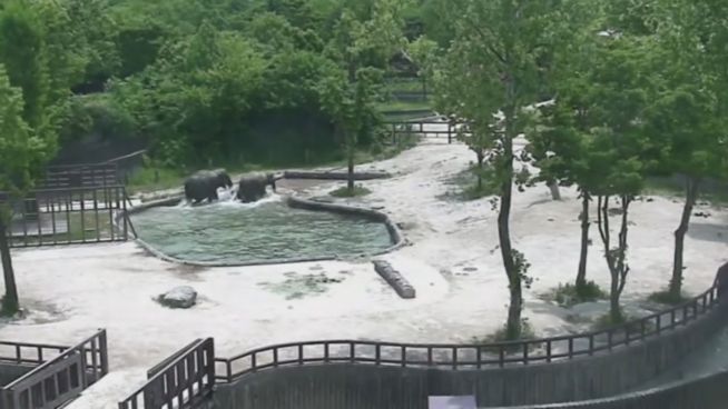 Tumult im Zoobecken: Schreckmoment für Babyelefanten