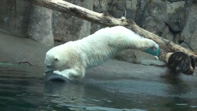 Und platsch! Eisbärin Nora spielt im Wasser