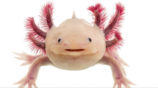 Wundertierchen in Gefahr: Axolotl kämpft ums Überleben