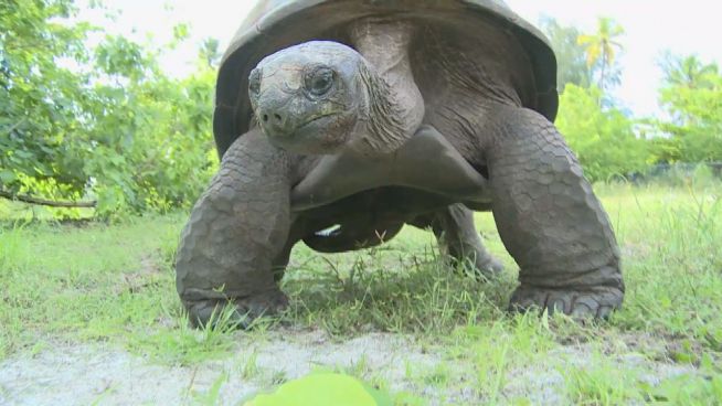 Ein Jahrhundert Seychellen: Big George liebt die Inseln