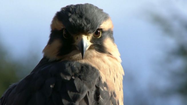 Tierquälerei: Die Vogelmärkte in Indonesien