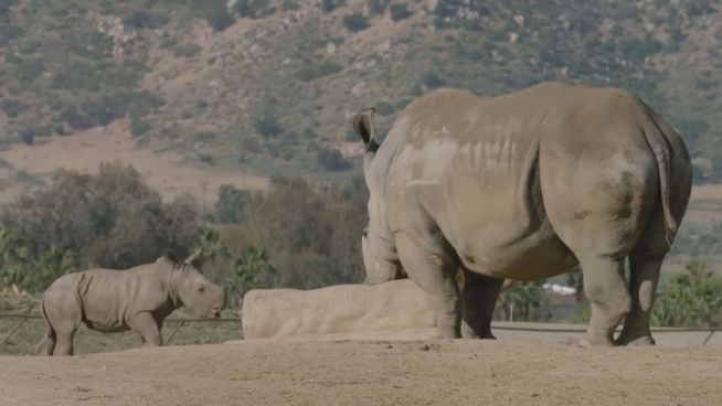 Dank der Wissenschaft: Baby-Nashorn genießt sein Leben