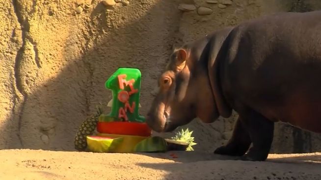 Ein Jahr und 300 Kilo: Fiona feiert Geburtstag