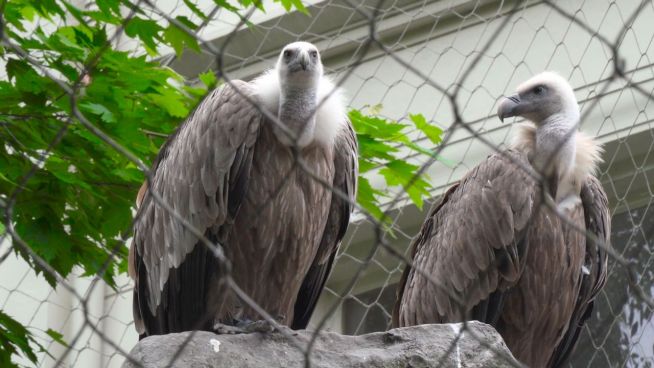 Babyglück: Schwules Geier-Pärchen bekommt Junges