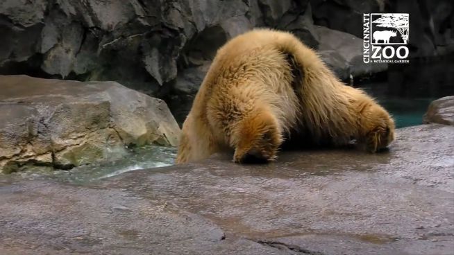 Kein guter Fang: Fisch bezwingt Eisbärdame