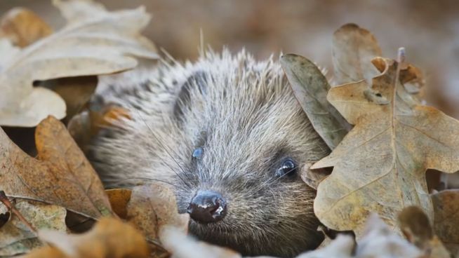 Gefahr für Tiere: Igel in der Fußball-Falle