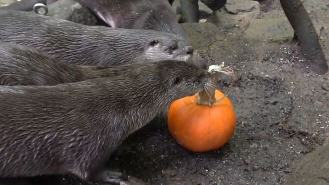 Kürbisse im Gehege: Herbstmahl im Oregon Zoo