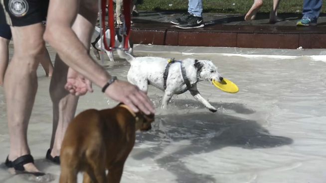 Hundebadetag: Spaß für Zwei- und Vierbeiner