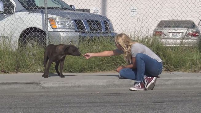 Fast verhungert: Hundedame bleibt totem Gefährten treu